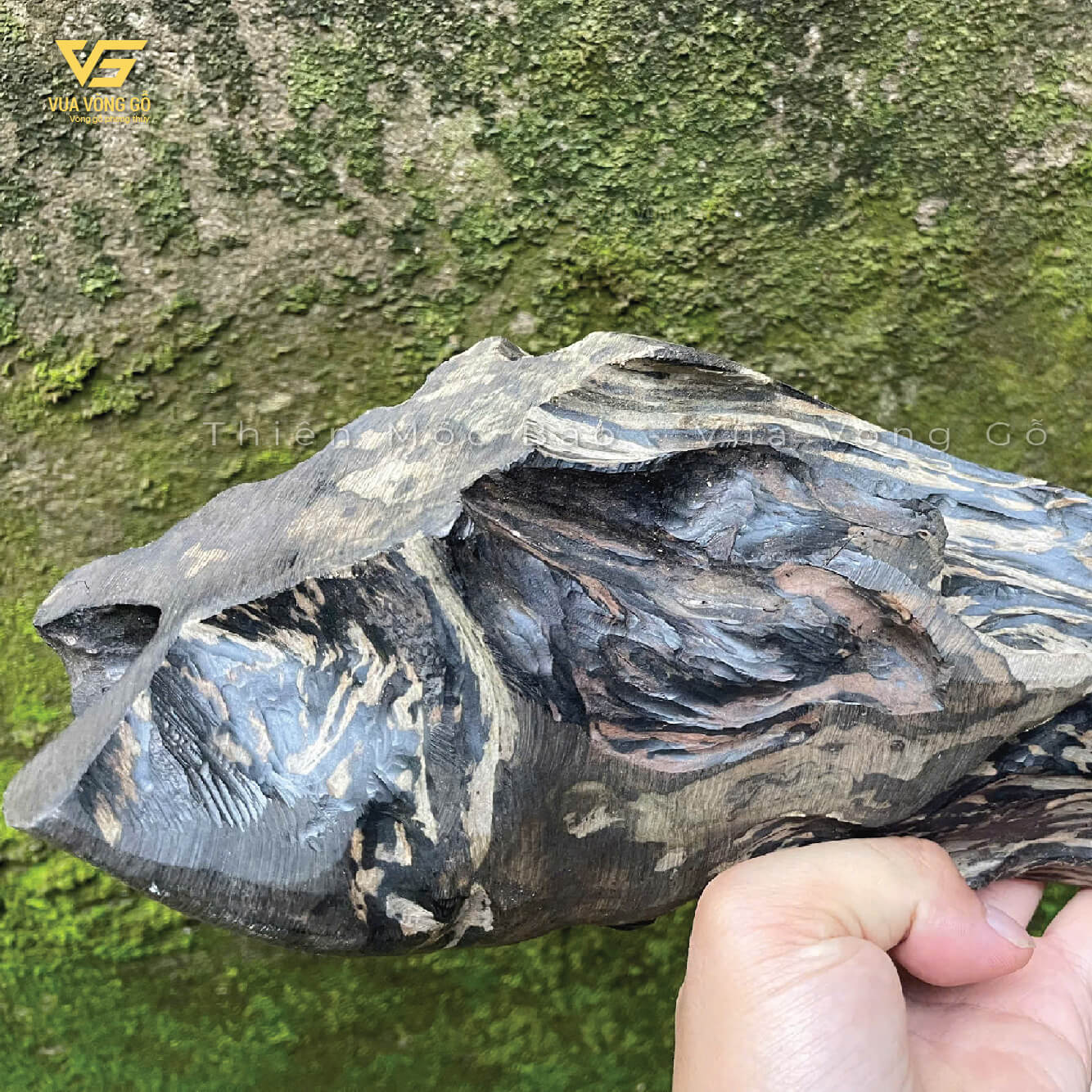 Phôi gỗ Mun Sừng Khánh Hòa đen tuyền tự nhiên
