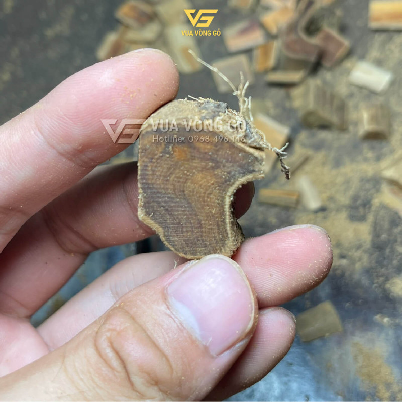 Phôi rễ gỗ Hoàng Đàn tuyết nguyên khối, khả năng lên tuyết tự nhiên, nguồn gốc Lạng Sơn